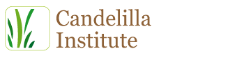 Candelilla Institute